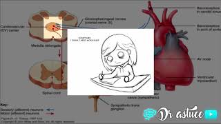 🔴 LA REGULATION DE PRESSION ARTERIELLE CLAIRE EN 10 MIN  COURT TERME 2017   DR ASTUCE [upl. by Dagna]