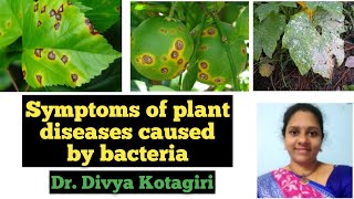 Part 2 Symptoms of plant diseases caused by bacteria Applied microbiology Genes amp Genus [upl. by Hatch909]