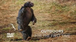 Chimps Go Outdoors for the First Time [upl. by Narine]