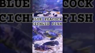 BLUE PEACOCK CICHLID FISHcichlidaquariumcichlidaquariumaquariumfishviralshortcomedyshorts [upl. by Dimitri]