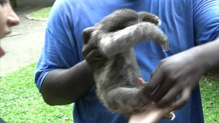 Costa Rica Three Toed Sloth [upl. by Alfi]