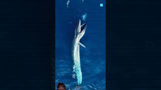 How baleen works whale amazingfacts ocean animals shark new trending dastan latest facts [upl. by Nallaf]