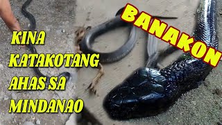 KING COBRA aka BANAKON NAKUNAN NG VIDEO [upl. by Spracklen]