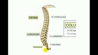 columna 1 [upl. by Esila]