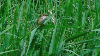 Rousserolle verderolle  Acrocephalus palustris [upl. by Ahsitruc32]