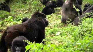 Titus Gorilla King documentary english in HD part 1 [upl. by Idram544]