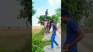 Jay Ganesh ji 🥰🐘trending viralvideo elephant love [upl. by Damha]