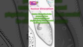 Protozoans  Paramecium  Kingdom Protista  Biological Classification Class 11 Biology education [upl. by Oemac]