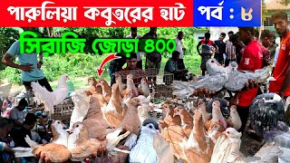 সিরাজী কবুতর জোড়া মাত্র ৪০০ টাকায়  kobutor hat 2024  pigeon market in bangladesh  paruliya hat [upl. by Yarw]