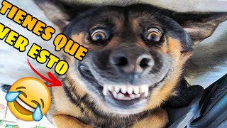 🤪 Videos Graciosos de Mascotas 🐱🐶 los Mejores Animales Chistosos del Momento [upl. by Etaner]