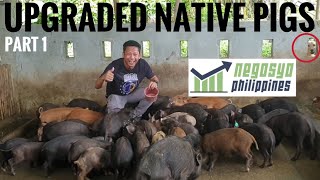 UPGRADED NATIVE PIGS  Negosyo Philippines [upl. by Eisnil]