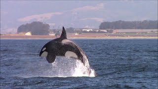 Breaching Orca Killer Whales Monterey California [upl. by Clywd]