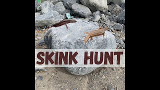 Skink Hunt [upl. by Leugimsiul]