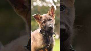 Dobernut magnetic collars modeled by Catello German Shepherds germanshepherd dogtraining [upl. by Keverian443]