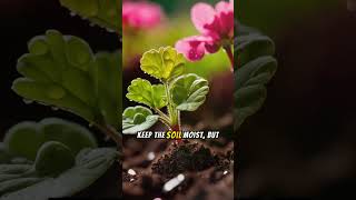 Unlock Geraniums secret 5 Tips for Success 28 June 2024 [upl. by Blen204]