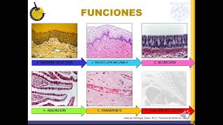 T1C4E1 Tejido Epitelial Generalidades [upl. by Cicenia]