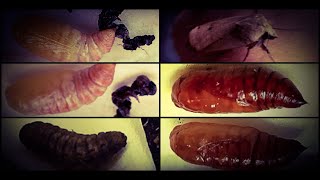 Lifecycle of a Large Yellow Underwing Moth Noctua pronuba Caterpillar time lapse Shorts [upl. by Eleets]