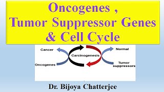 Oncogenes Tumor Suppressor Genes and Cell Cycle [upl. by Gambrell]