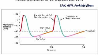 Cardiac action potential amp AADs Dr Sherif Altoukhy [upl. by Osborne]