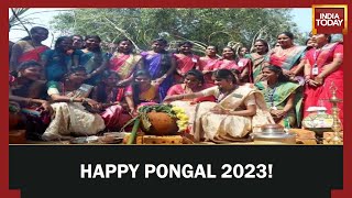 Tamil Nadu Celebrates Pongal 2023 All You Need To Know About The Four Days Of Pongal [upl. by Nytsirhc142]