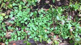 Should I worry about lesser celandine all over my garden￼ [upl. by Polloch]