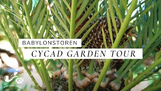 Babylonstorens Cycad Garden Tour [upl. by Brigida]