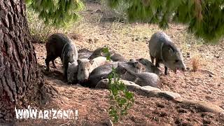 Sleepy Javelinas [upl. by Horatia]