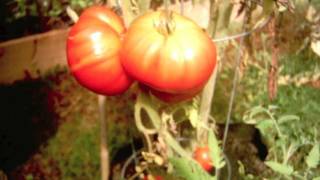 Time Lapse of Buckbees New Heirloom Tomato [upl. by Ellenet681]