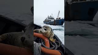 Adorable Baby Seal Plays with Fishermen BabySeal CuteSeal WildlifeMoments SealAndFishermen [upl. by Quincey]