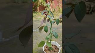 Trying to propagate rose plant from buds with alovera 😱🥰👌😍 youtubeviral seedling rosebuds [upl. by Isaiah948]