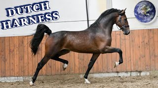 TOP Beautiful Dutch Harness Horse in the World [upl. by Morlee]