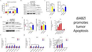 DiaBZl stimulates tumor Apoptosis Code 703 [upl. by Tadeo76]