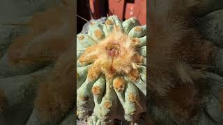 Perfect Copiapoa cactus 🌵🤩 What’s your favorite species [upl. by Towrey78]