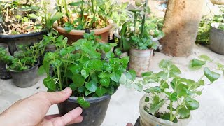 How to grow Peperomia pellucida easy do yourself at home [upl. by Enad]