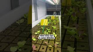 Yellow Sticky Tape To Capture Whiteflies In The Garden Indoor Gardening greenhouse [upl. by Anaud200]