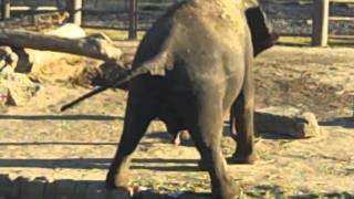 Elephant pooping and peeing at the Tulsa Zoo [upl. by Odlaniger715]