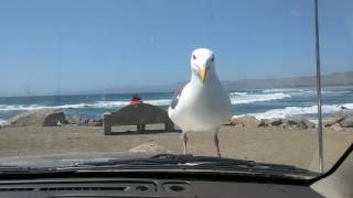 Seagull laughing [upl. by Ilatan]