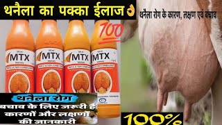 Vet UseMtx Liquid 500Ml Winvet Pharma थनेला रोग का सबसे अच्छा इलाज [upl. by Sarine]