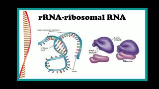 rRNA Ribosomal RNA [upl. by Htrag]