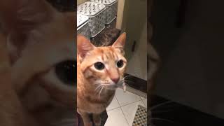 Arabian Mau Cat Breeds cat catbreed trending viral bollywood dehli [upl. by Joshia]