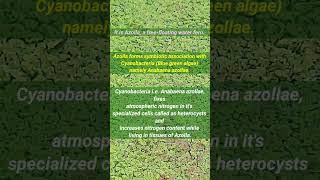 Biofertilizer  AzollaAnabaena  Azolla Farming  shorts [upl. by Audy]