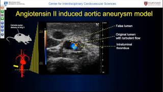 February 2017 UHF Ultrasound Imaging for Preclinical Vascular Disease Research [upl. by Licha]