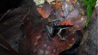 The Sanguine Poison Frog Allobates zaparo in the Yasuni [upl. by Yentiw]