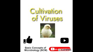 Cultivation of viruses  Virus cultivation methods Chick embryo technique I Animal inoculation [upl. by Nebur748]