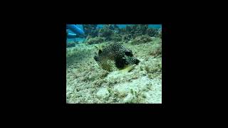 Smooth trunkfish in Cozumel🐟🤿🇲🇽scubalove adventuresport amazingfish travel diving shorts [upl. by Sunshine]