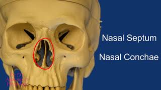 Bone  Skull  Bones of the Nasal Cavity [upl. by Narag31]