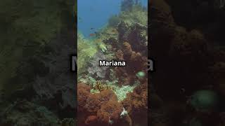 Mariana Trench Creatures red facts seacreature shorts [upl. by Stambaugh]