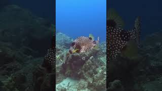 Beautiful spotted trunkfish [upl. by Haliak76]