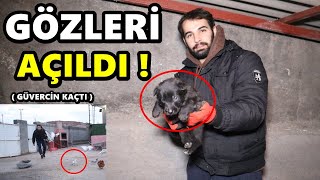 YAVRU KÖPEKLERİM GÖZLERİNİ AÇTI  GÜVERCİNİM KAÇTI [upl. by Annekim826]