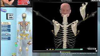 How Scapular Movement Works 3D Anatomy amp Diagrams [upl. by Medorra]